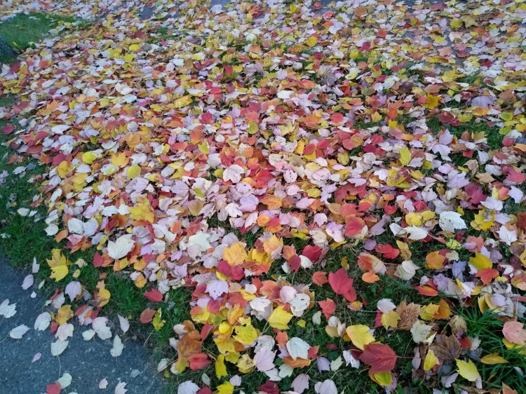 colorful fall leaves