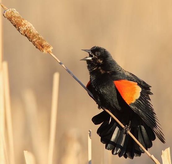 singles bird watching group, fairport ny